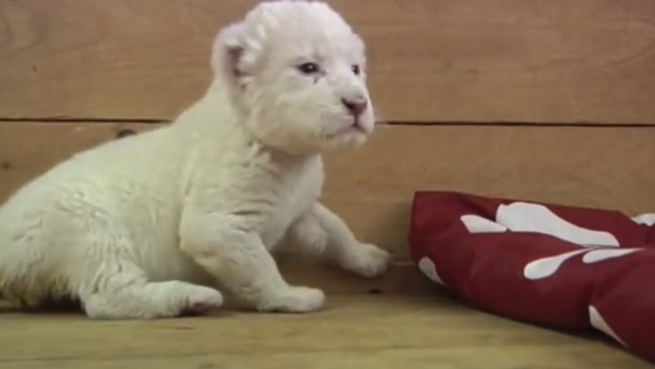 Les premiers cris de ce bébé lion vont vous attendrir