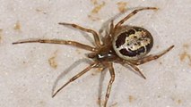 Angleterre : Une espèce d'araignées baptisée ''fausse veuve noire'' sème la terreur près de Londres