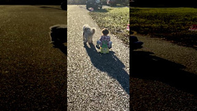 Dog Pulls Girl's Cart Until She Falls Face First