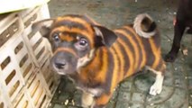 Chine : Depuis l'année du tigre, des chiens voient leur pelage repeint à l'aide de produits toxiques
