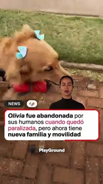Perrita en silla de ruedas