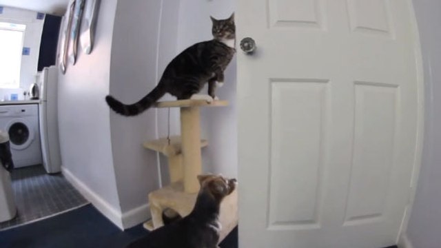 Regardez comment ce chat aide ce chien à s'évader de la cuisine