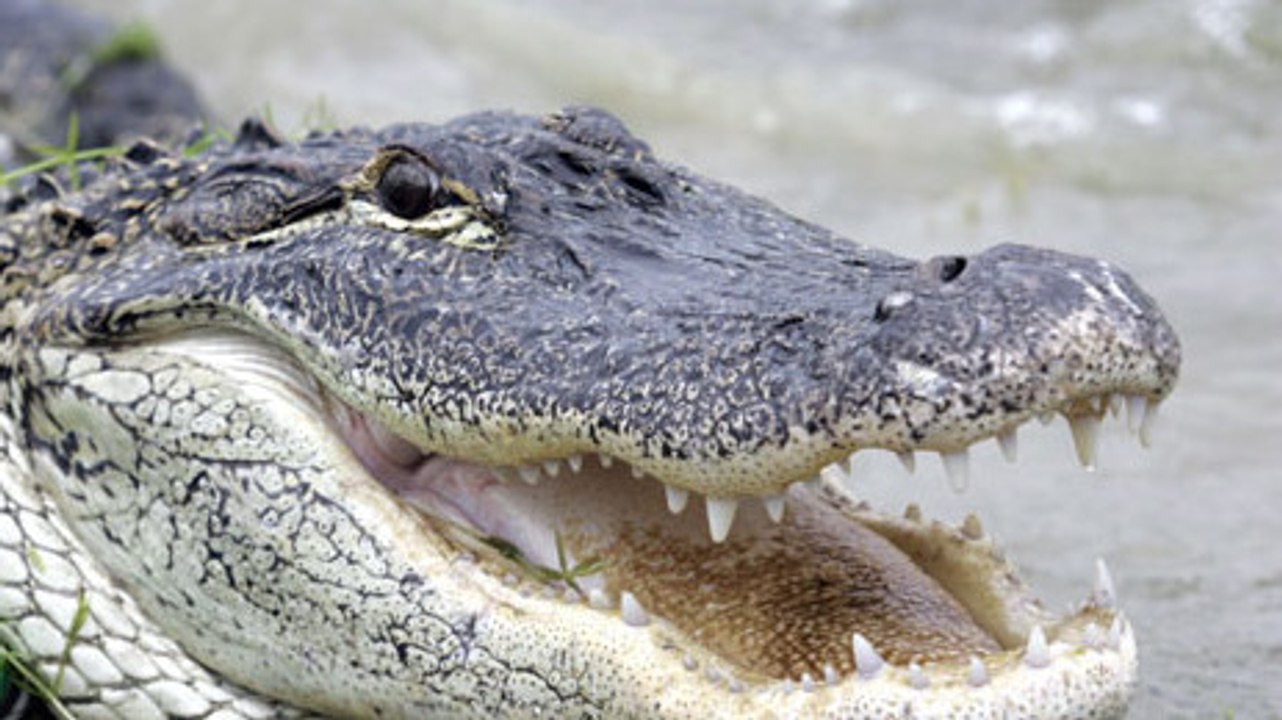 Floride : un alligator géant découvert sur le parking d'un supermarché