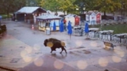 Eurodisney : Un bison du Wild West Show s’est échappé du parc d’attractions
