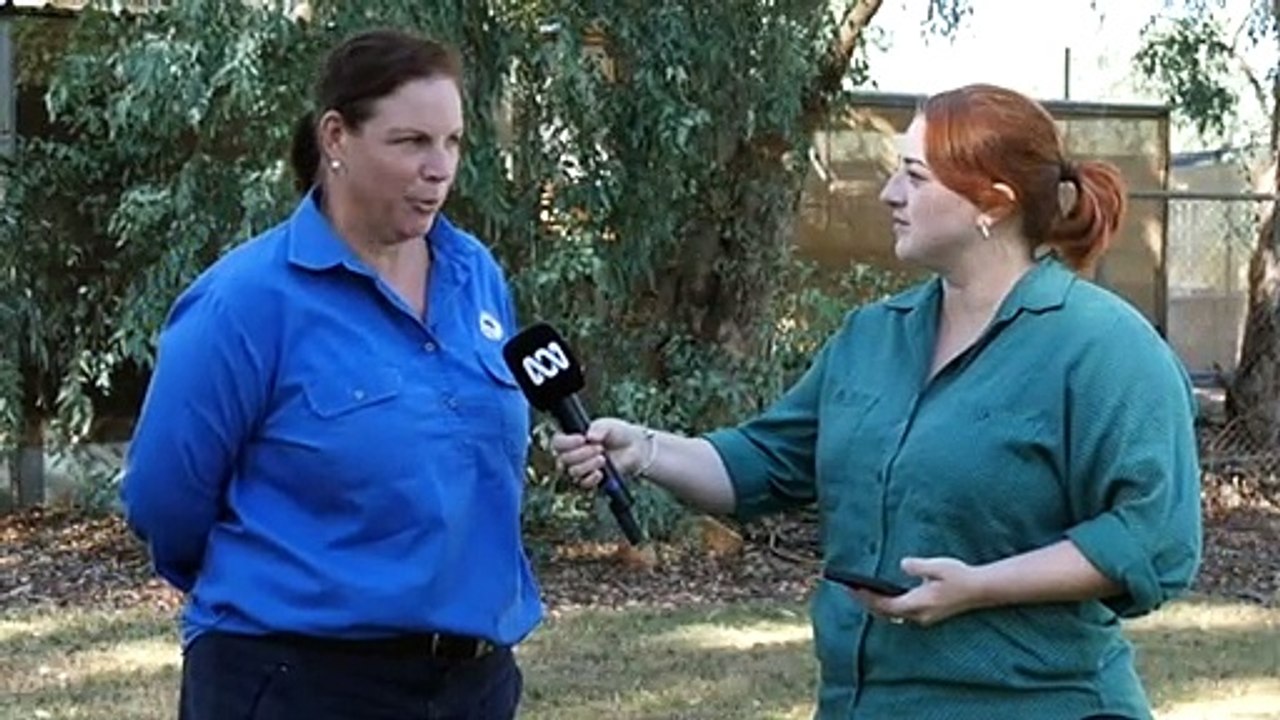 Charleville breeding program sees resounding success