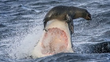 Ce phoque échappe de peu à l'assaut d'un requin blanc