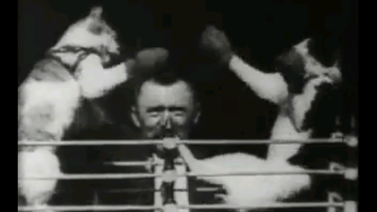 Lolcat : Découvrez The Boxing Cats, la première vidéo de chats de l'Histoire