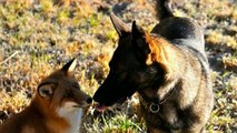 Sniffer et Tinni, une histoire d'amitié incroyable entre un renard et un chien