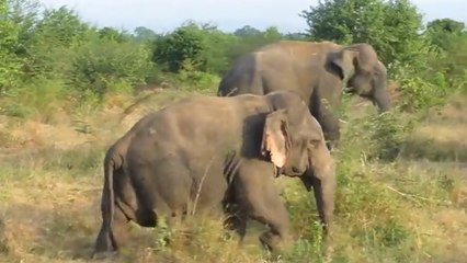 Le premier éléphant nain découvert au Sri Lanka !