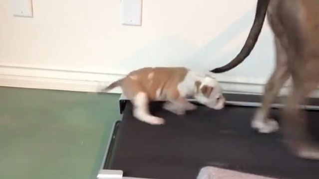 Regardez ce jeune chien essayer de courir sur un tapis de course