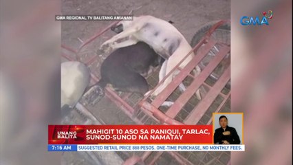 Mahigit 10 aso sa Paniqui, Tarlac, sunod-sunod na namatay | UB