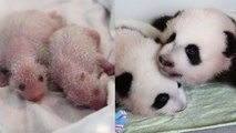 Vivez les 100 premiers jours de deux bébés pandas au Zoo d'Atlanta