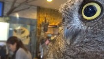 Après le bar à chats, le Japon invente le café à hiboux