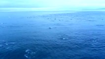 Il filme 1000 dauphins en train de nager à côté d'un ferry au Canada