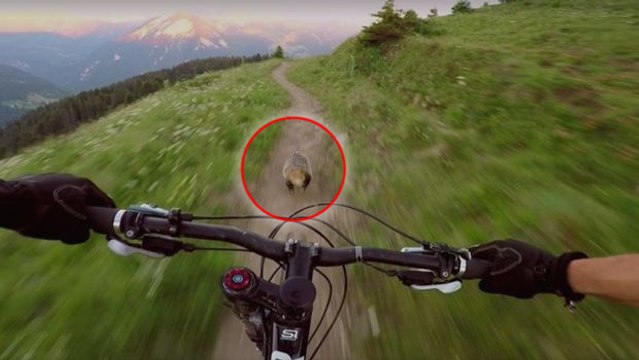 Un cycliste qui fait du VTT de descente fait la course avec... une marmotte !