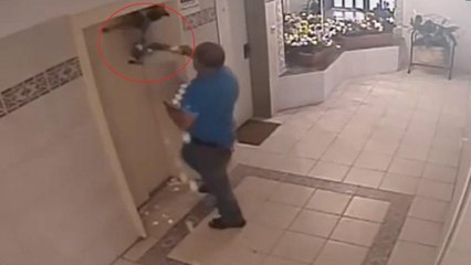 Ce chien échappe à la mort après avoir coincé sa laisse dans un ascenseur