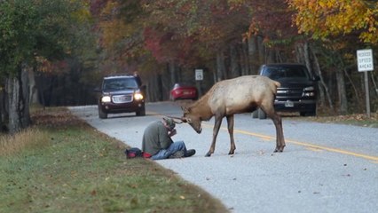 L'impressionant face à face entre un photographe et un élan