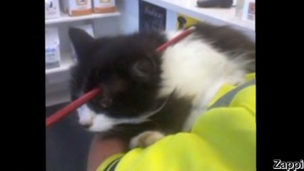 Ce chat survit à un tir de flèche qui lui a transpercé le crâne