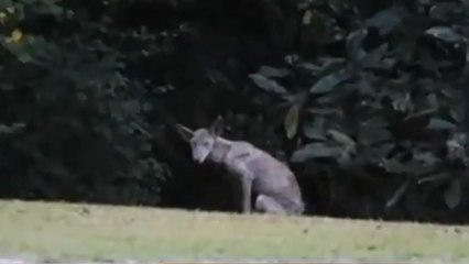 Le mystérieux Chupacabra aurait été filmé aux Etats-Unis