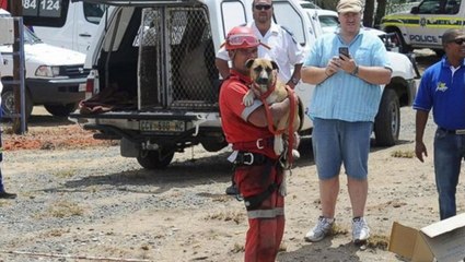 L'incroyable sauvetage d'un chien prisonnier du ''Big Hole'' en Afrique du Sud
