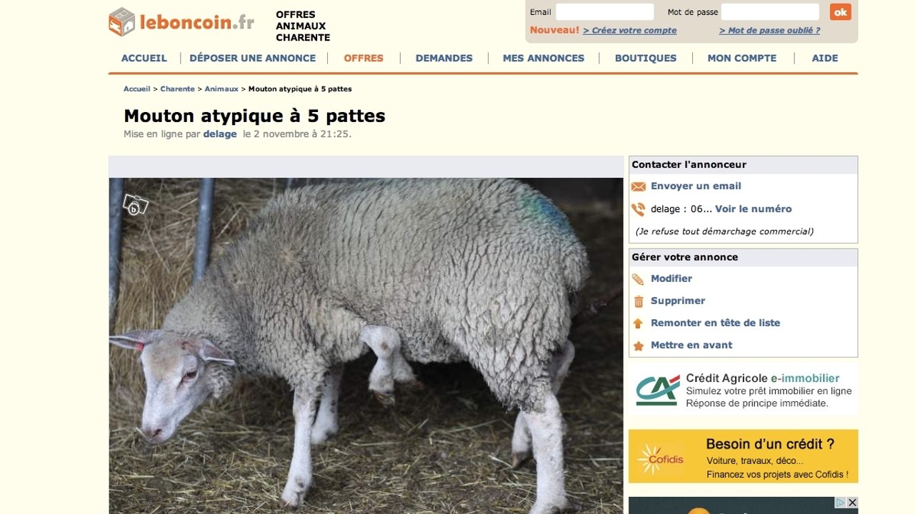 Le Bon Coin : il poste une annonce pour vendre un vrai mouton à cinq pattes