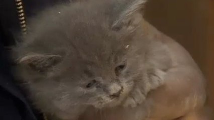 Chandra Allen sauve un chaton pris au piège derrière le mur de sa salle de bain