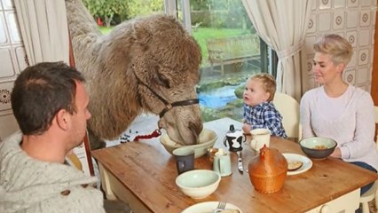 En Angleterre, cette famille vit avec un chameau !