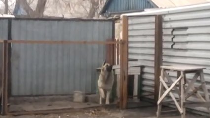 Ce chien danse au rythme du tube de Modern Talking