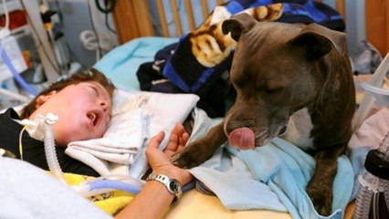 L'émouvante histoire de Dylan, un enfant plongé dans le coma gardé chaque jour par son chien