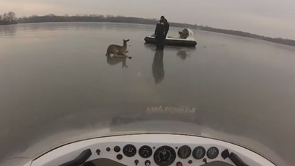Trois biches secourues sur un lac gelé grâce à des aéroglisseurs