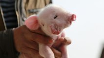 Ce cochon est né avec deux bouches, deux nez et trois yeux