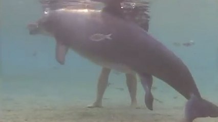 Vivez la naissance d’un bébé dauphin comme jamais