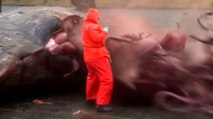 La carcasse d'une baleine explose à la tête d'un biologiste