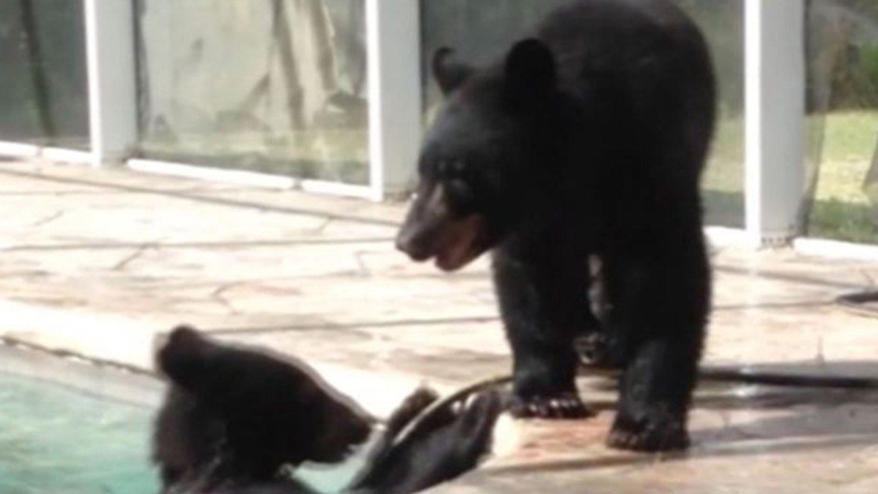 En Floride, TJ Ozbay surprend trois ours noirs en train de nager dans sa piscine