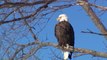 Milder temperatures prompted fewer bald eagles to migrate south this winter