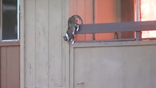 Pour échapper à un incendie, ce chat saute courageusement d'un immeuble