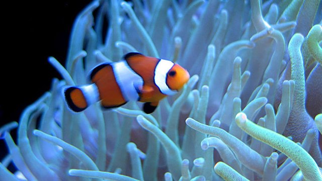 Le Bon Coin : découvrez cette annonce hilarante pour un étrange poisson clown