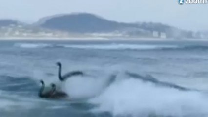 Regardez des cygnes noirs faire du surf sur la mer en Australie