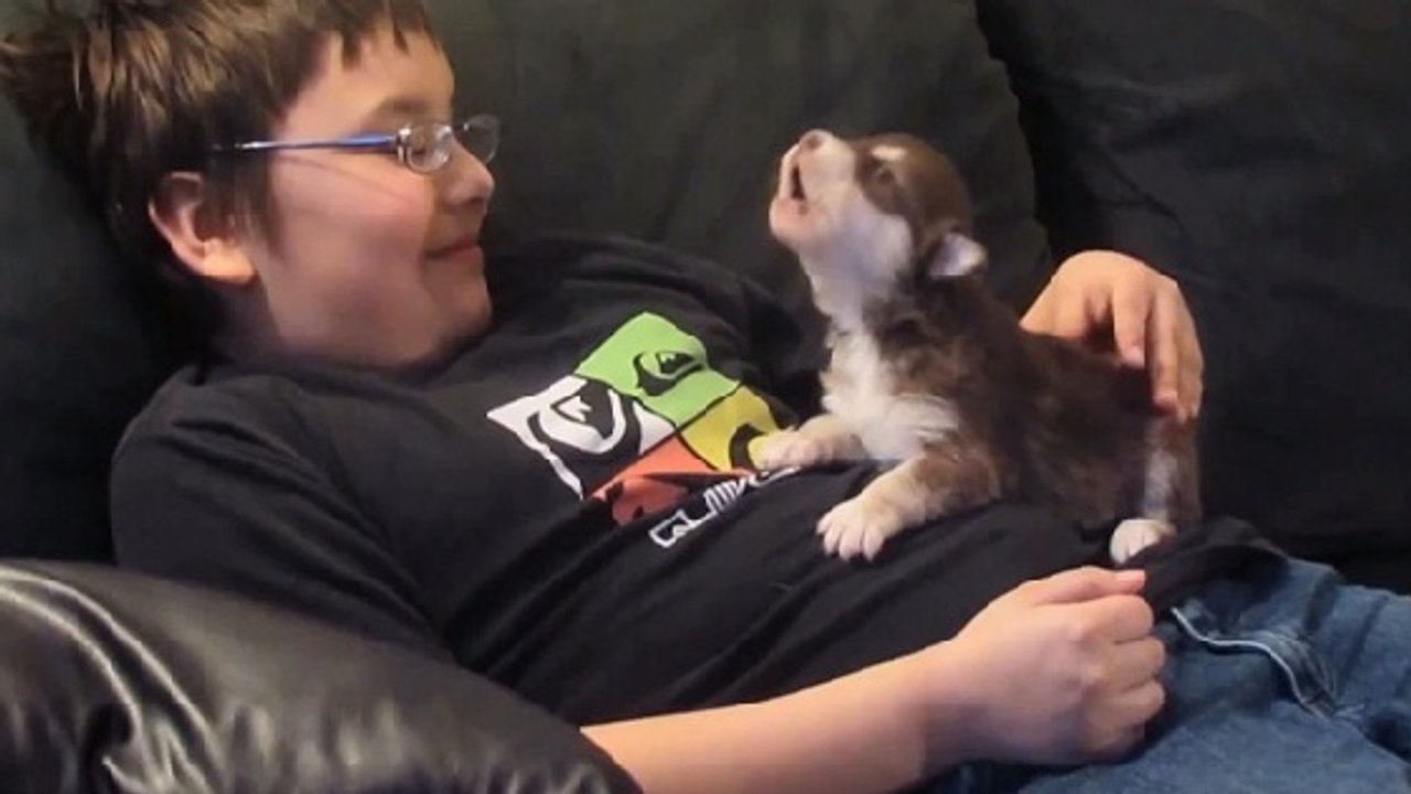 Découvrez cet adorable chiot husky qui apprend à pousser ses premiers cris