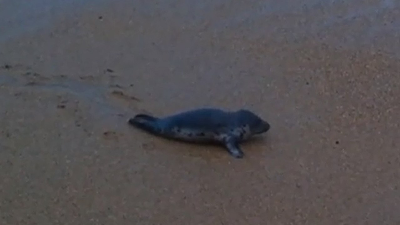 Biarritz : Un bébé phoque secouru après avoir été retrouvé seul sur la plage