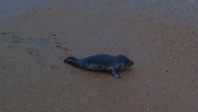 Biarritz : Un bébé phoque secouru après avoir été retrouvé seul sur la plage