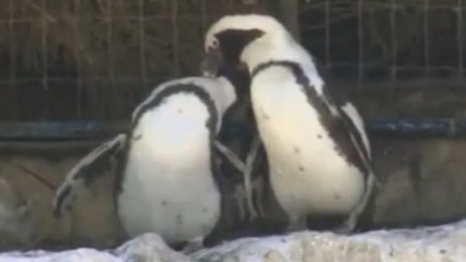 Un couple de pingouins homosexuels crée le buzz dans un zoo de Tel Aviv