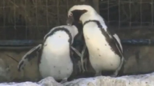 Un couple de pingouins homosexuels crée le buzz dans un zoo de Tel Aviv