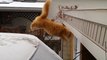 L'hilarante chute d'un chat qui voulait sauter depuis le toit d'une voiture enneigée