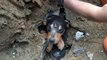 Brésil : Le sauvetage émouvant d'un chien coincé dans les égouts de Blumenau