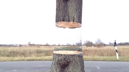 Illusion d'optique : Non, ce tronc d'arbre n'a pas été coupé en deux !