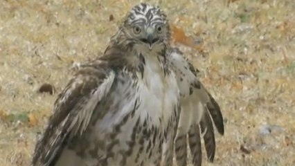 Elle sauve la vie à un faucon tétanisé par le froid et transformé en statue de glace