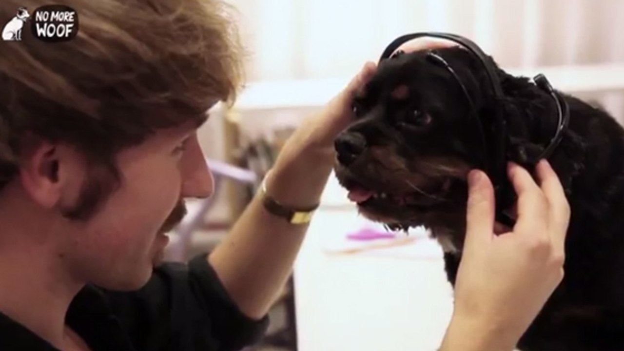 Avec No More Woof, traduisez ce que dit votre chien !