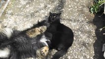 Ce chat immobilise un chien avec une prise de MMA !