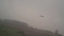 Découvrez la technique de chasse des faucons grâce à une caméra embarquée
